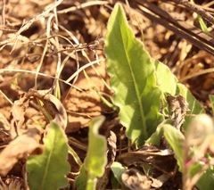 Gerbera viridifolia