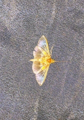 Syllepte bipartalis