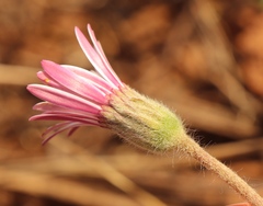 Gerbera viridifolia