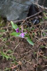 Orchis quadripunctata