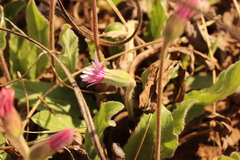 Gerbera viridifolia