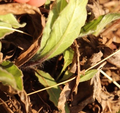 Gerbera viridifolia