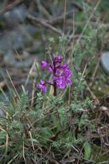 Orchis quadripunctata