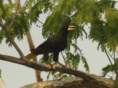 Psarocolius decumanus