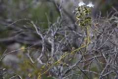 Drosera pallida