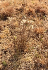 Clematis villosa