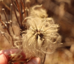 Clematis villosa