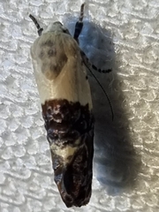 Hypertropha chlaenota