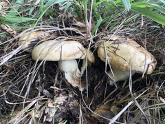 Russula foetens