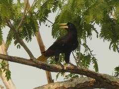 Psarocolius decumanus