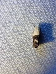 Hypertropha chlaenota