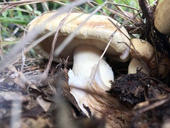 Russula foetens