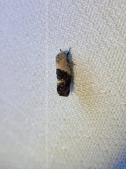 Hypertropha chlaenota