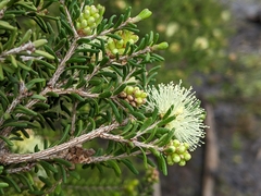 Melaleuca pustulata