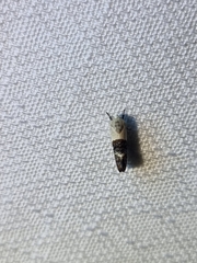 Hypertropha chlaenota