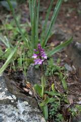 Orchis quadripunctata