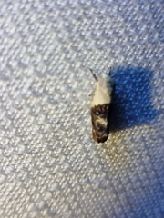 Hypertropha chlaenota