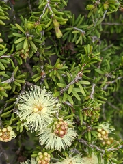 Melaleuca pustulata