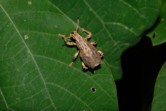 Episomus chinensis
