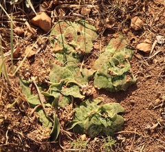 Ledebouria ovatifolia