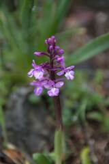 Orchis quadripunctata