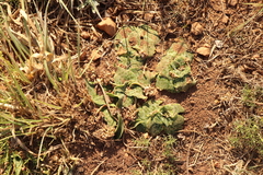 Ledebouria ovatifolia