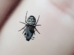 Zilla diodia
