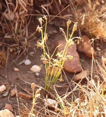 Tulbaghia acutiloba