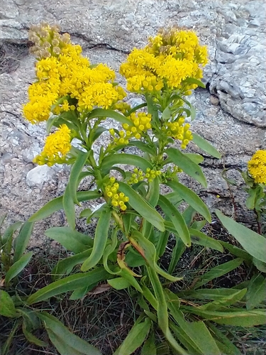 seaside goldenrod (Solidago sempervirens)