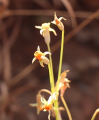 Tulbaghia acutiloba