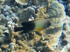 Chrysiptera unimaculata