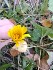 Scorzoneroides autumnalis