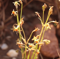 Tulbaghia acutiloba