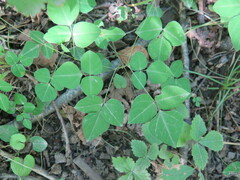 Amphicarpaea edgeworthii