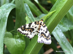 Abraxas grossulariata