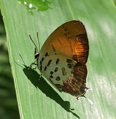 Drupadia ravindra