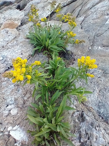 Solidago sempervirens