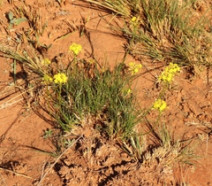 Bulbine capitata