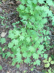 Acer pseudosieboldianum
