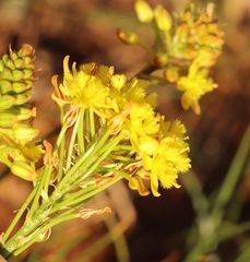 Bulbine capitata
