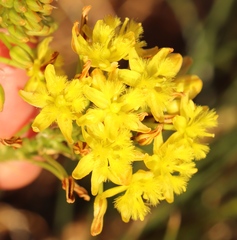 Bulbine capitata