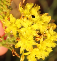 Bulbine capitata