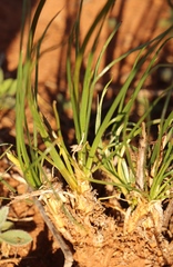 Bulbine capitata