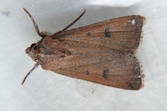 Agrotis trux
