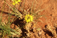 Bulbine capitata