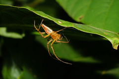 Oxyopes sertatus
