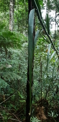 Flagellaria indica