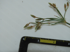 Fimbristylis