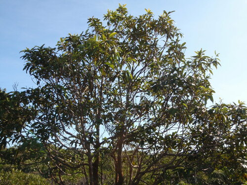 Cryptocarya longifolia observed 2014-04-14