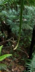 Flagellaria indica